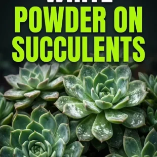 White Powder on Succulents