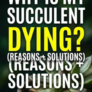 Why Is My Succulent Dying (Reasons + Solutions) Why Is My Succulent Dying? (Reasons + Solutions)
