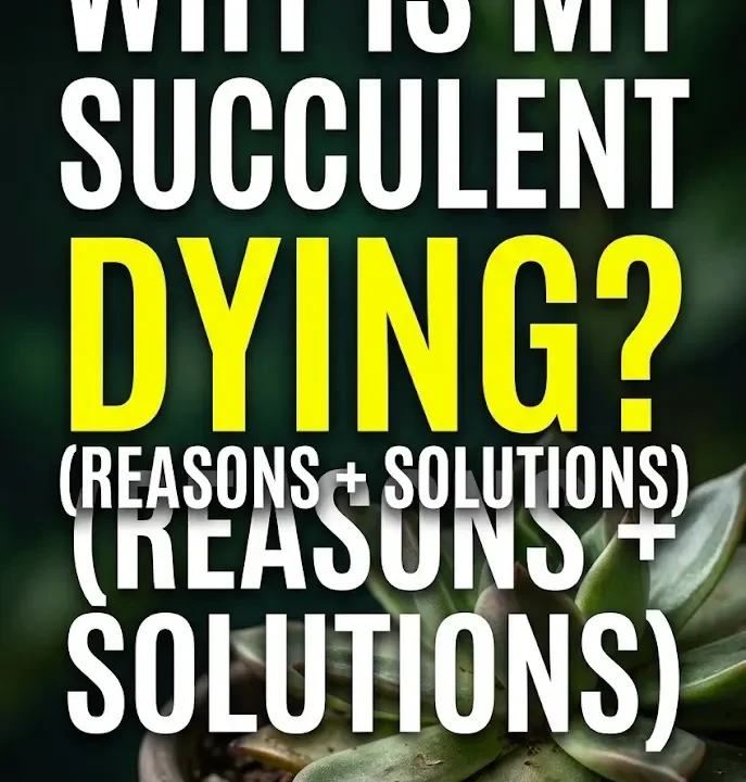 Why Is My Succulent Dying (Reasons + Solutions) Why Is My Succulent Dying? (Reasons + Solutions)