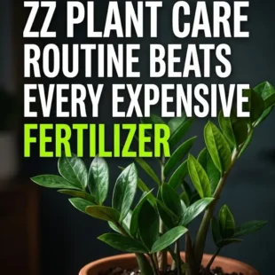 Why This No-Cost ZZ Plant Care Routine Beats Every Expensive Fertilizer