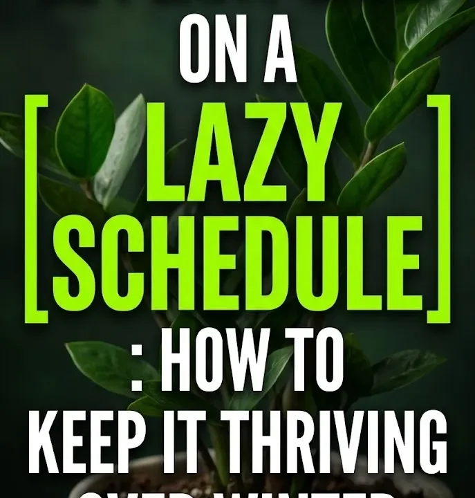 ZZ Plant Care On A Lazy Schedule: How To Keep It Thriving Over Winter